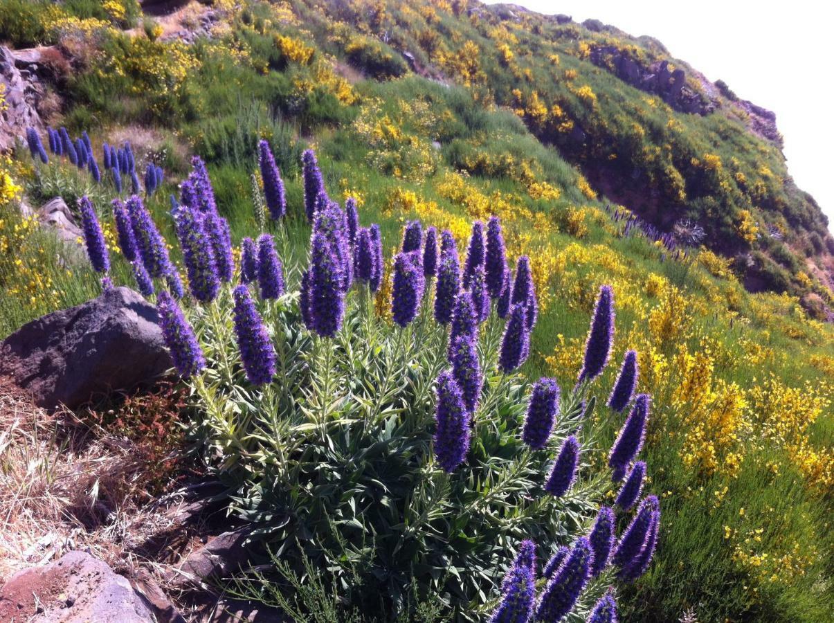 Blooming Botanic Houses Estreito Da Calheta Exteriör bild