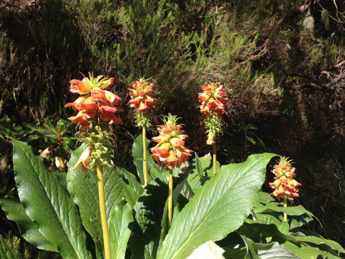 Blooming Botanic Houses Estreito Da Calheta Exteriör bild