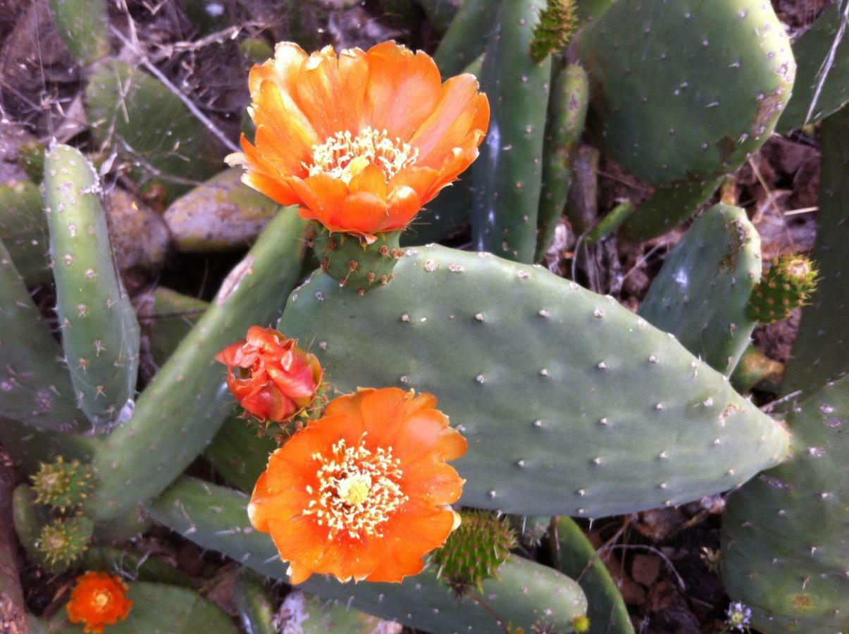 Blooming Botanic Houses Estreito Da Calheta Exteriör bild