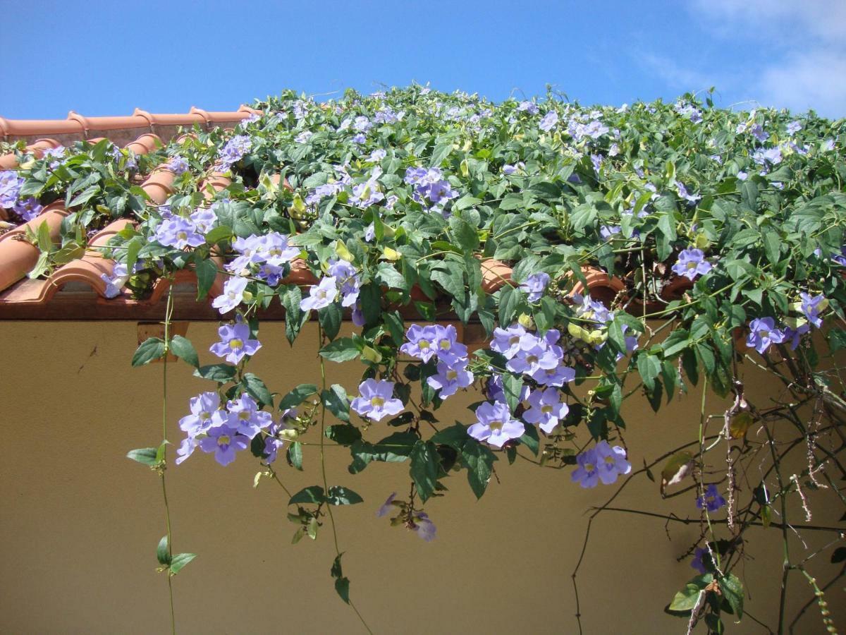 Blooming Botanic Houses Estreito Da Calheta Exteriör bild